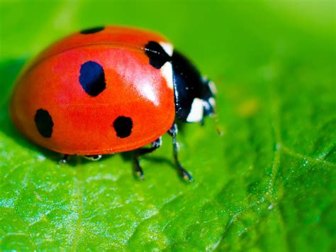 Ladybird .